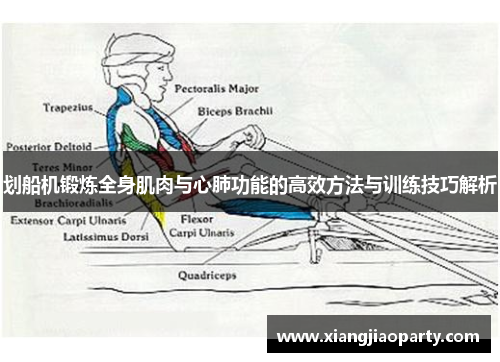 划船机锻炼全身肌肉与心肺功能的高效方法与训练技巧解析